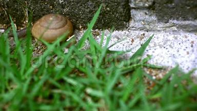 草上爬行的蜗牛.. 宏观视频